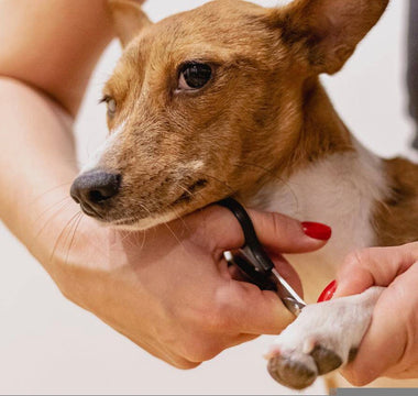 Using CBD For Dogs Nail Trimming