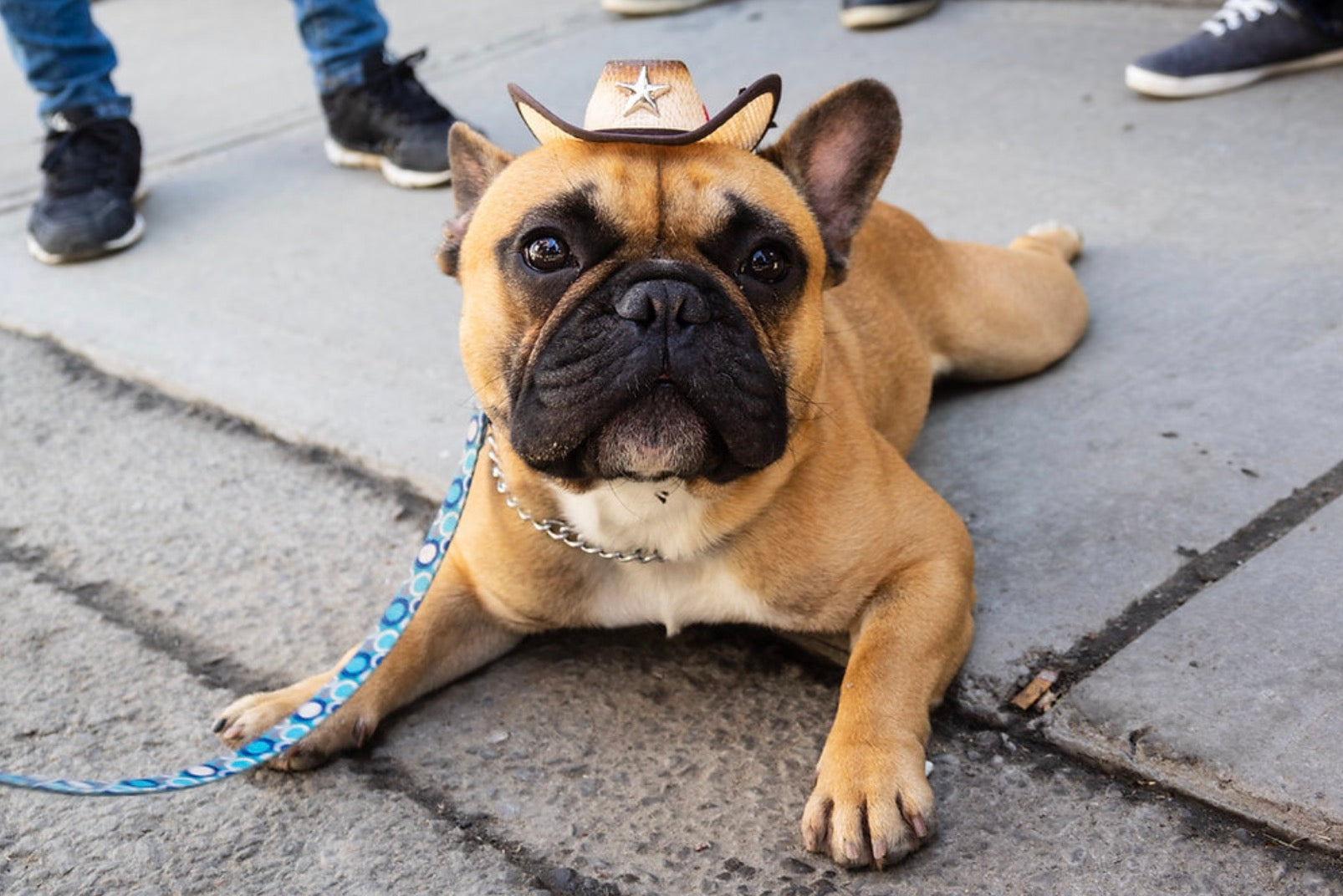 Pet Friendly Stays in Downtown Dallas, TX