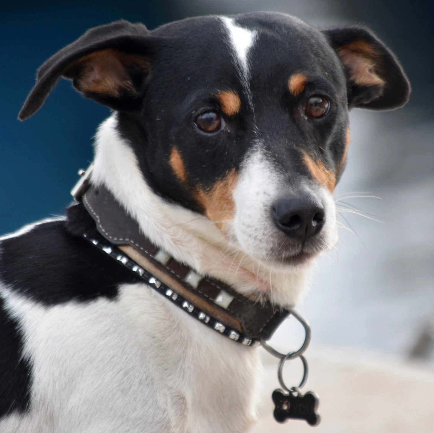 How to Register Your Dog in Denver?