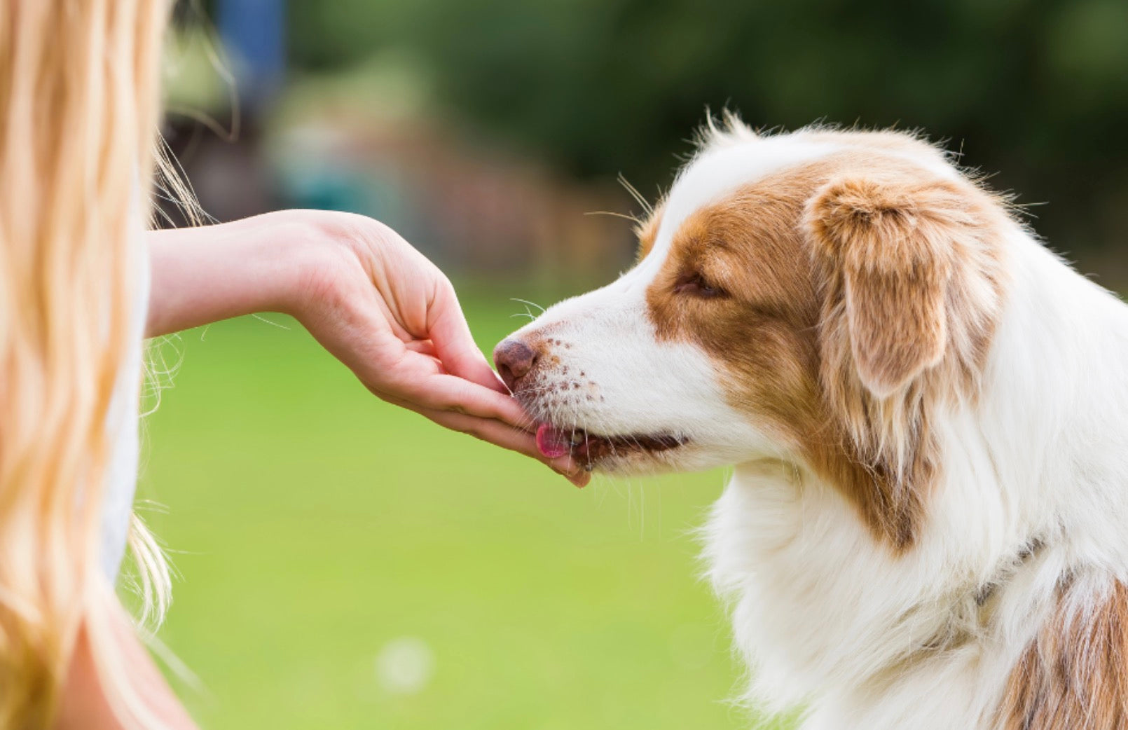 What Can You Give a Dog for Pain Relief at Home?