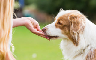 What Can You Give a Dog for Pain Relief at Home?