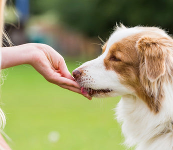 What Can You Give a Dog for Pain Relief at Home?