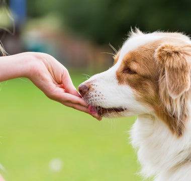 What Can You Give a Dog for Pain Relief at Home?