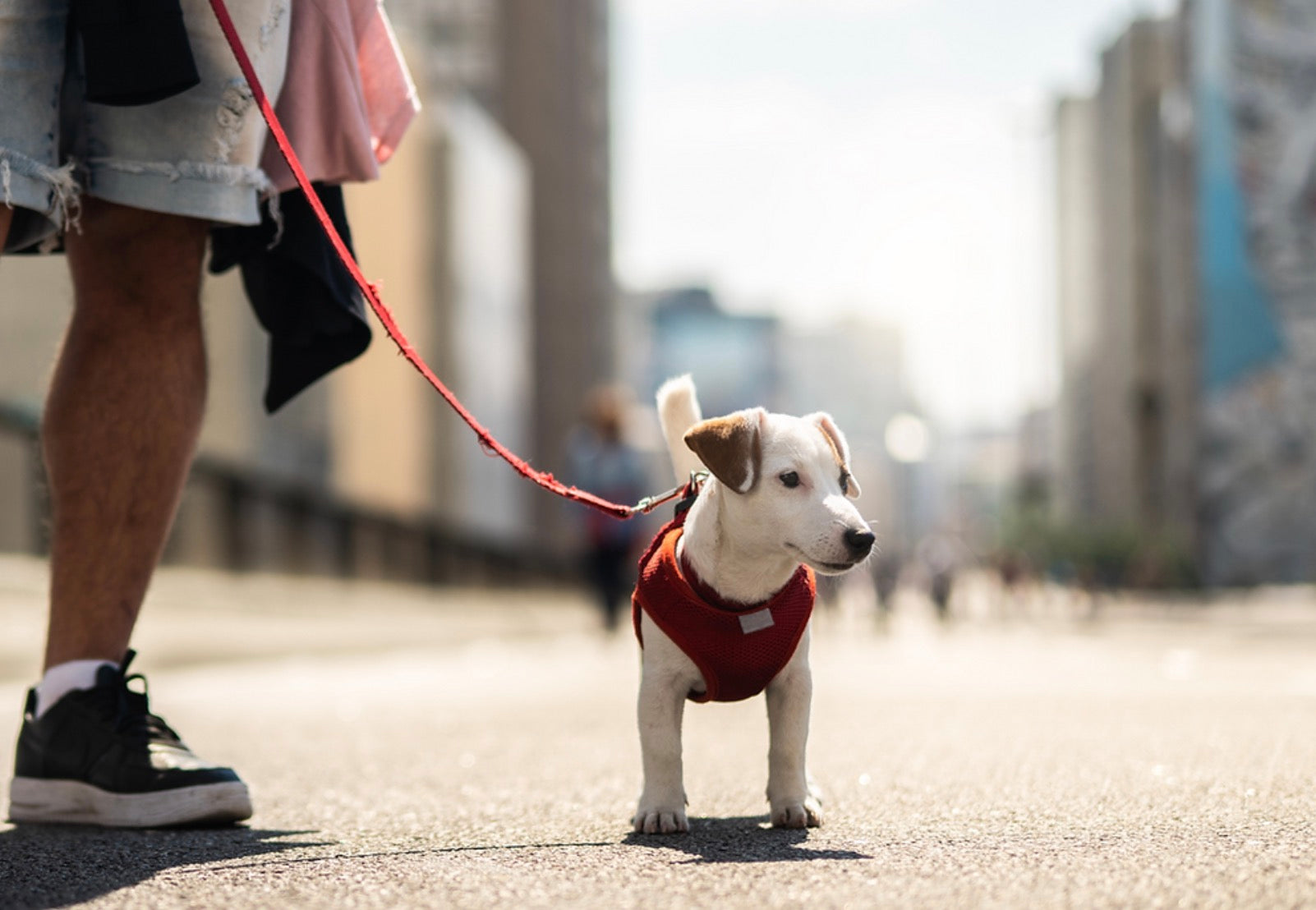 Seattle Dog Adoption Tips: How to Adopt a Dog in Seattle
