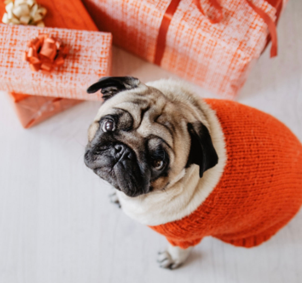Gift Ideas for Dog Parents