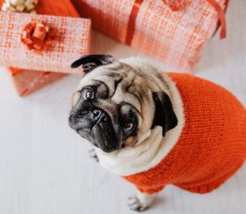 Gift Ideas for Dog Parents