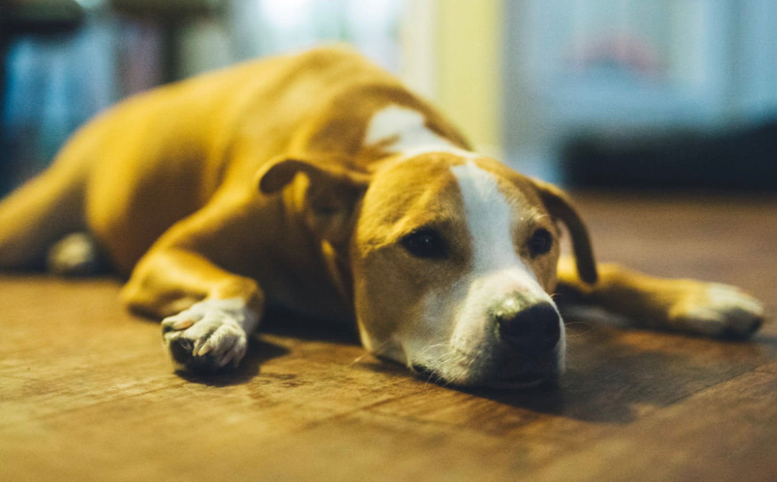Home Remedy For Yeast Infection In Dogs