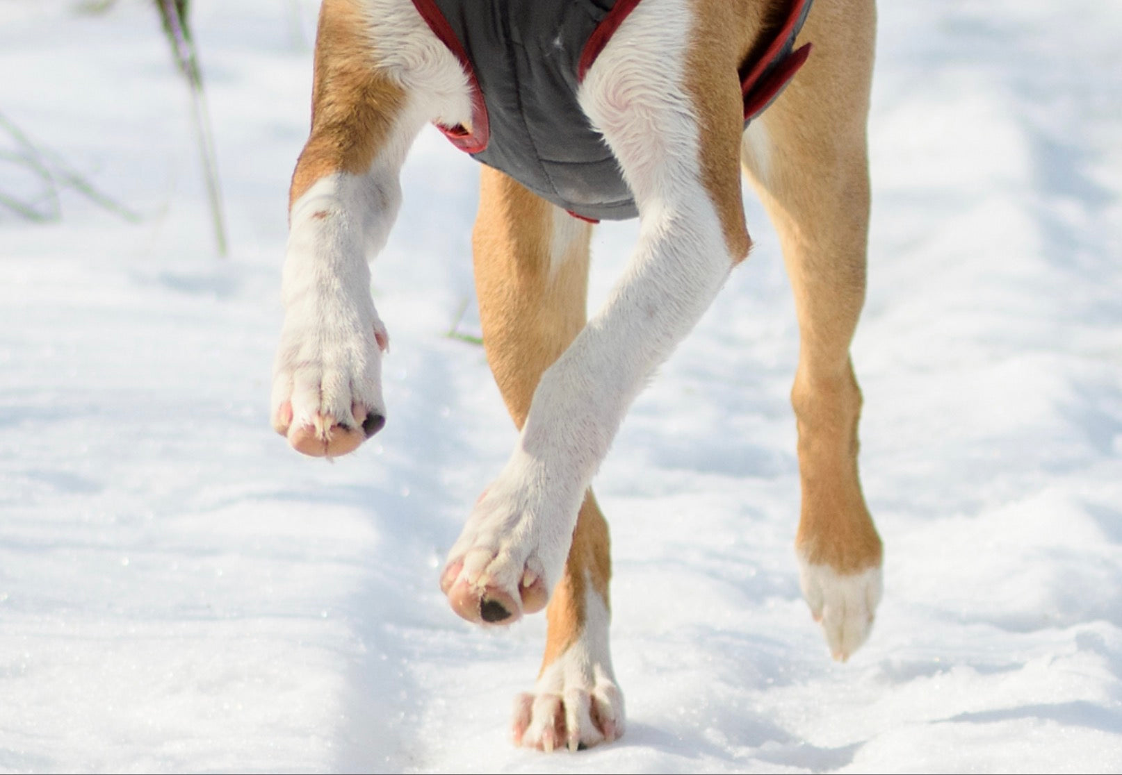 How to Care for Dog Paws in the Winter?