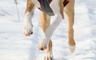 How to Care for Dog Paws in the Winter?