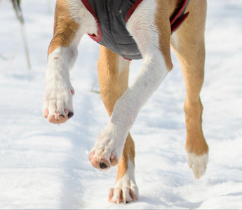 How to Care for Dog Paws in the Winter?