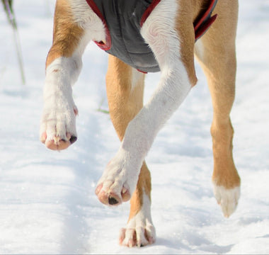 How to Care for Dog Paws in the Winter?