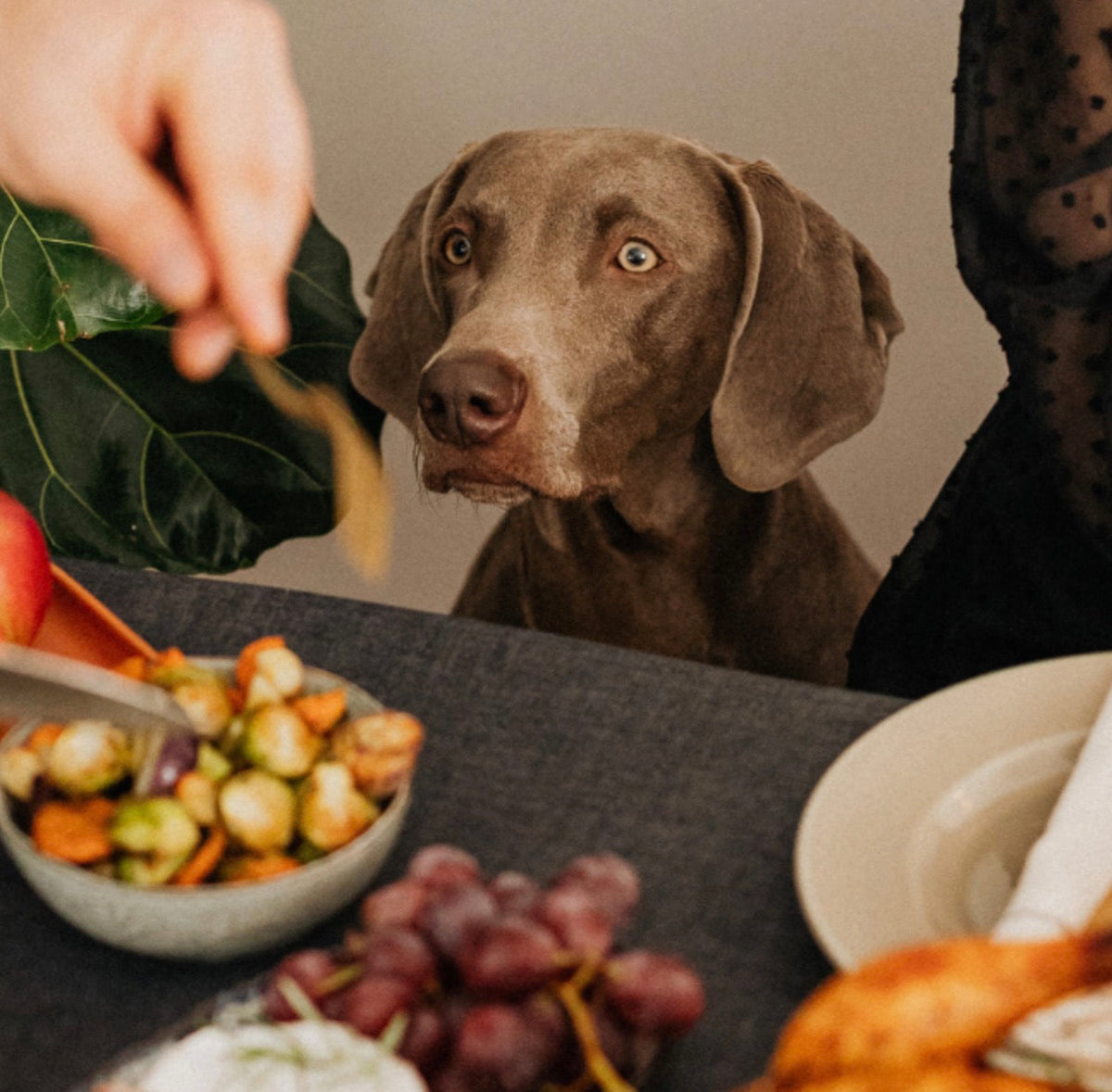 What Thanksgiving Food is Safe for Dogs?