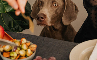 What Thanksgiving Food is Safe for Dogs?