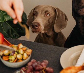 What Thanksgiving Food is Safe for Dogs?