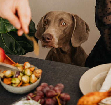 What Thanksgiving Food is Safe for Dogs?