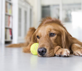 How to Tell if Your Dog is Depressed