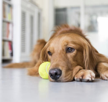 How to Tell if Your Dog is Depressed