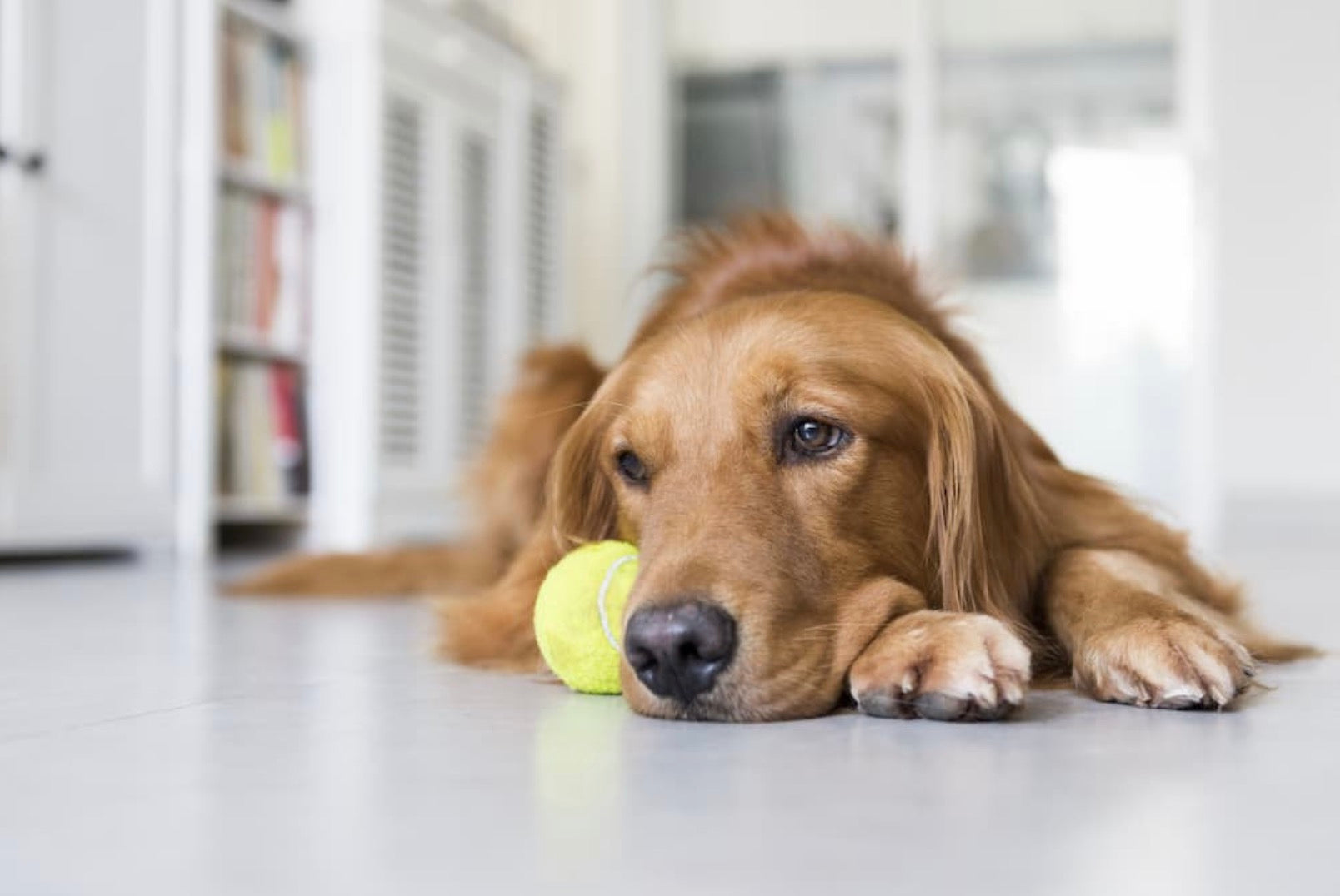 How to Tell if Your Dog is Depressed