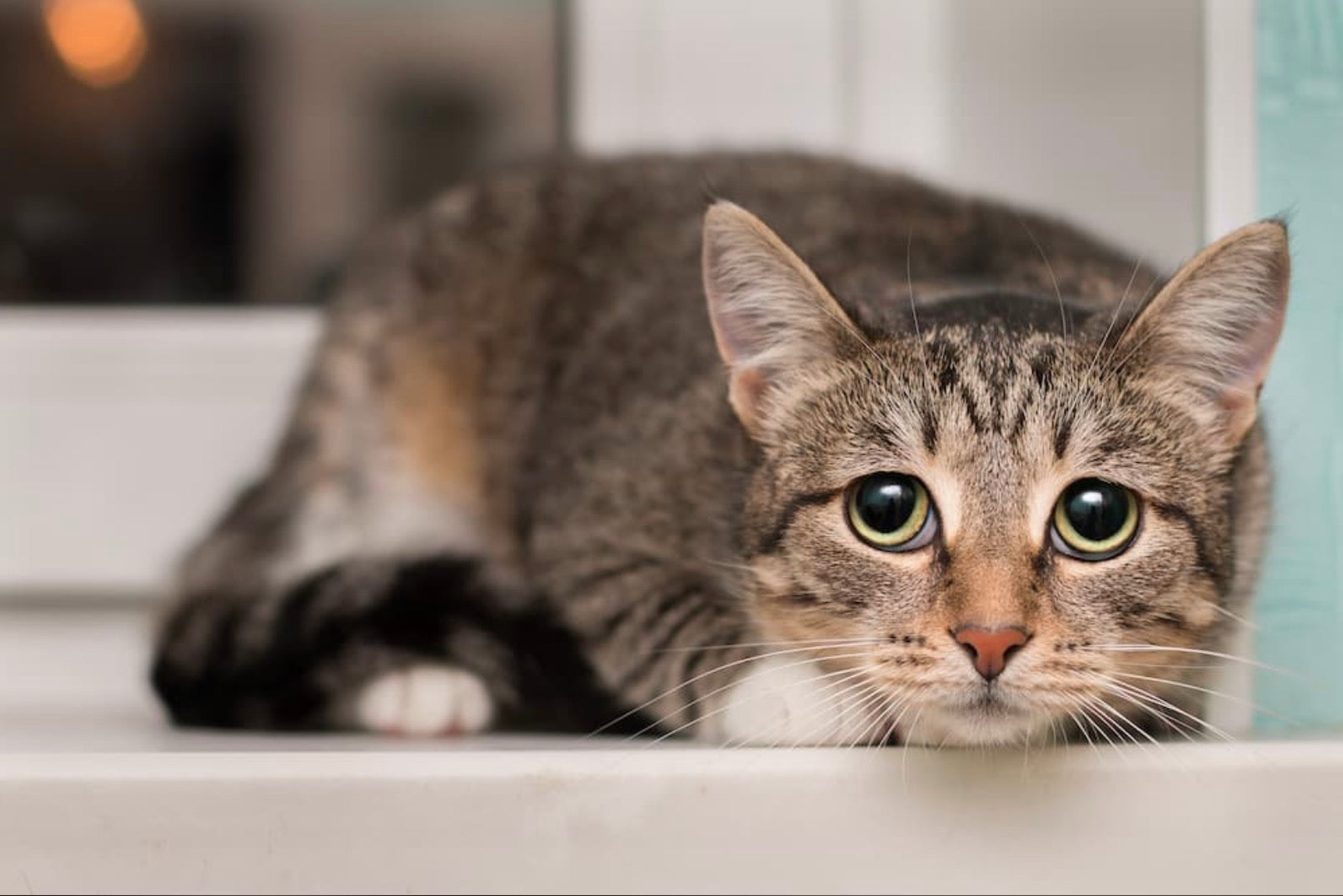 Benefits of CBD for Cats