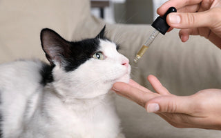 How to Give CBD to Cats in Oil Form (3 Methods)