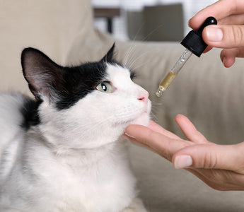 How to Give CBD to Cats in Oil Form (3 Methods)