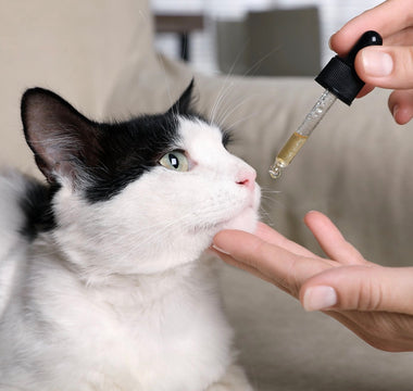 How to Give CBD to Cats in Oil Form (3 Methods)