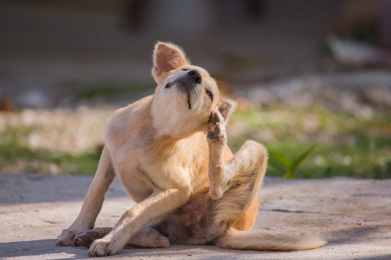 Why Does My Dog Itch So Much?