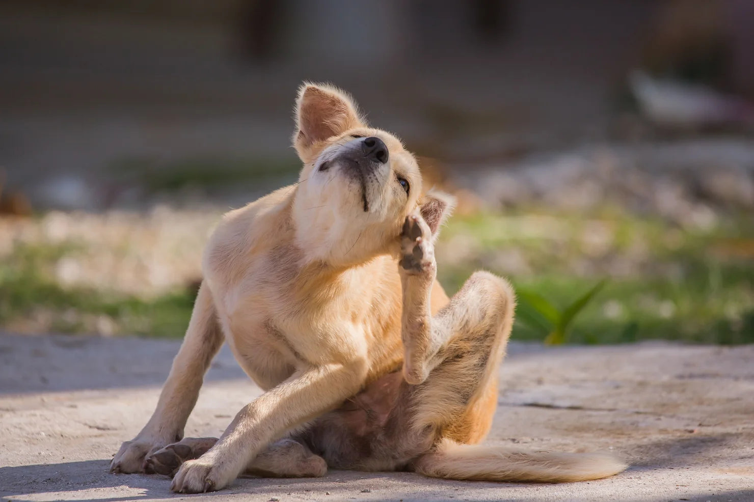 Why does my dog itch so much, Suzie's CBD