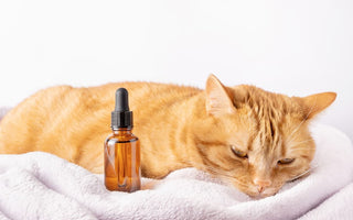 A calm cat next to a tincture bottle, representing CBD for cat anxiety and other natural health relief or wellness supplements.