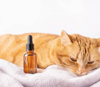 A calm cat next to a tincture bottle, representing CBD for cat anxiety and other natural health relief or wellness supplements.