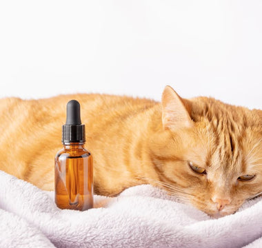 A calm cat next to a tincture bottle, representing CBD for cat anxiety and other natural health relief or wellness supplements.