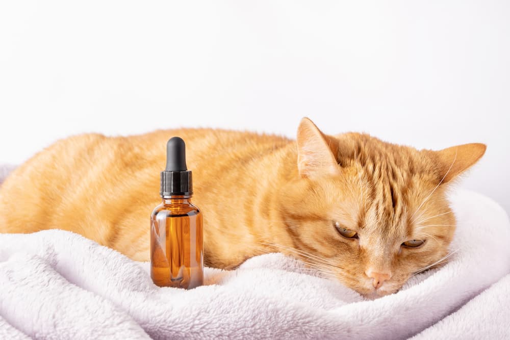 A calm cat next to a tincture bottle, representing CBD for cat anxiety and other natural health relief or wellness supplements.