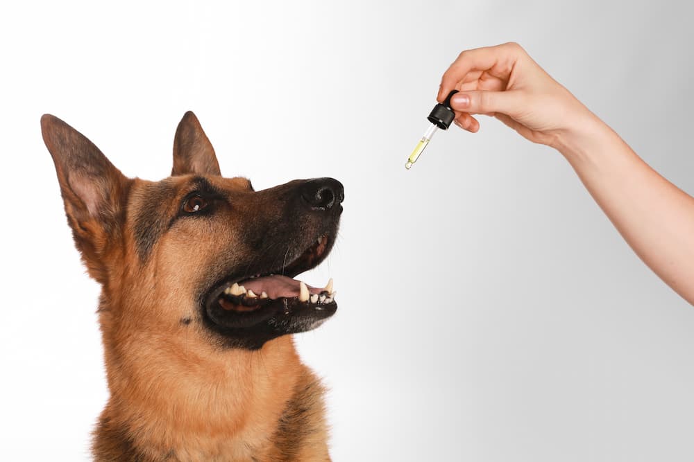 German Shepherd dog looking up at a dropper of CBD oil for senior dogs, illustrating the routine administration and dosage management for relieving dog hip pain and improving mobility.