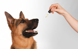 German Shepherd dog looking up at a dropper of CBD oil for senior dogs, illustrating the routine administration and dosage management for relieving dog hip pain and improving mobility.
