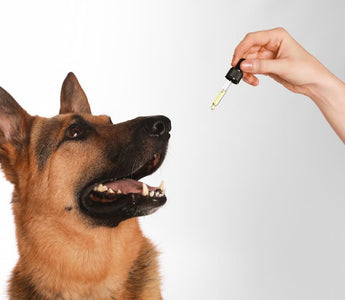 German Shepherd dog looking up at a dropper of CBD oil for senior dogs, illustrating the routine administration and dosage management for relieving dog hip pain and improving mobility.