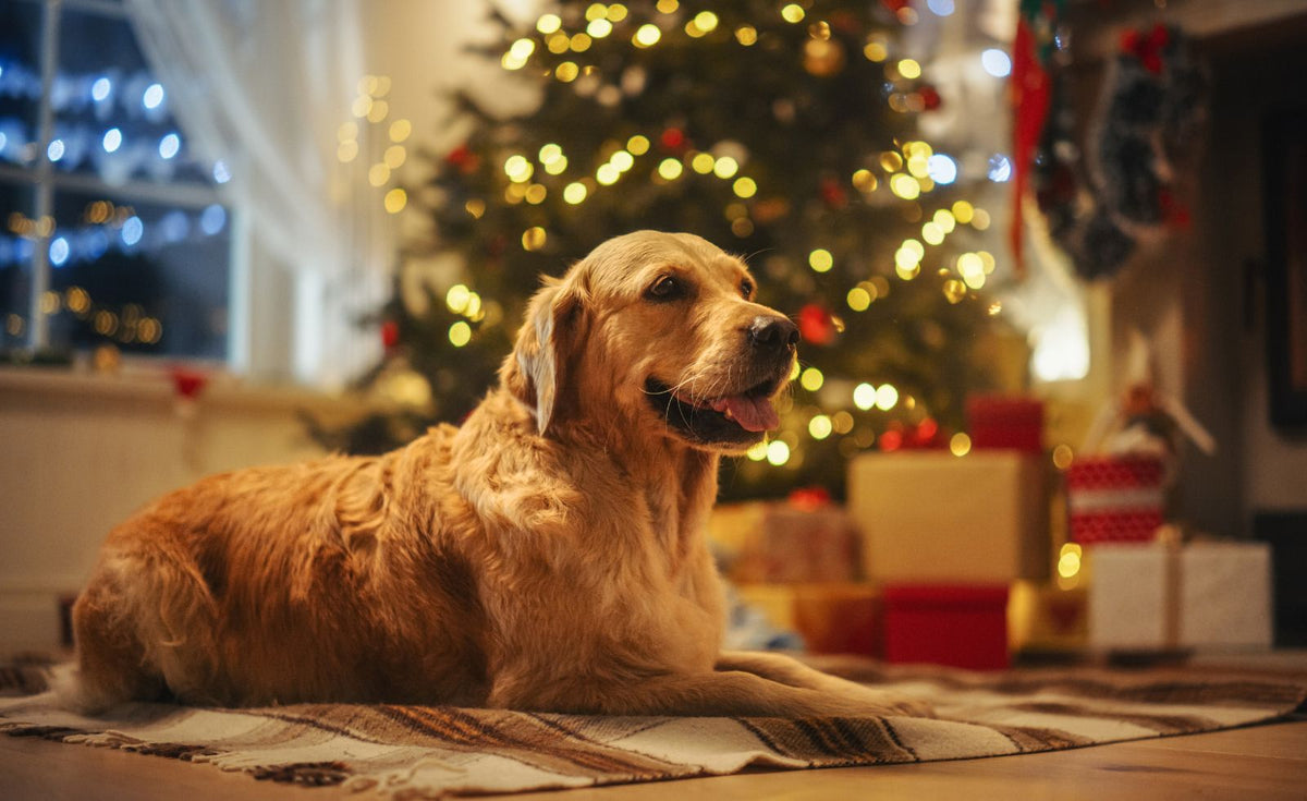 CBD for Pets: How to Calm an Anxious Dog During the Holidays