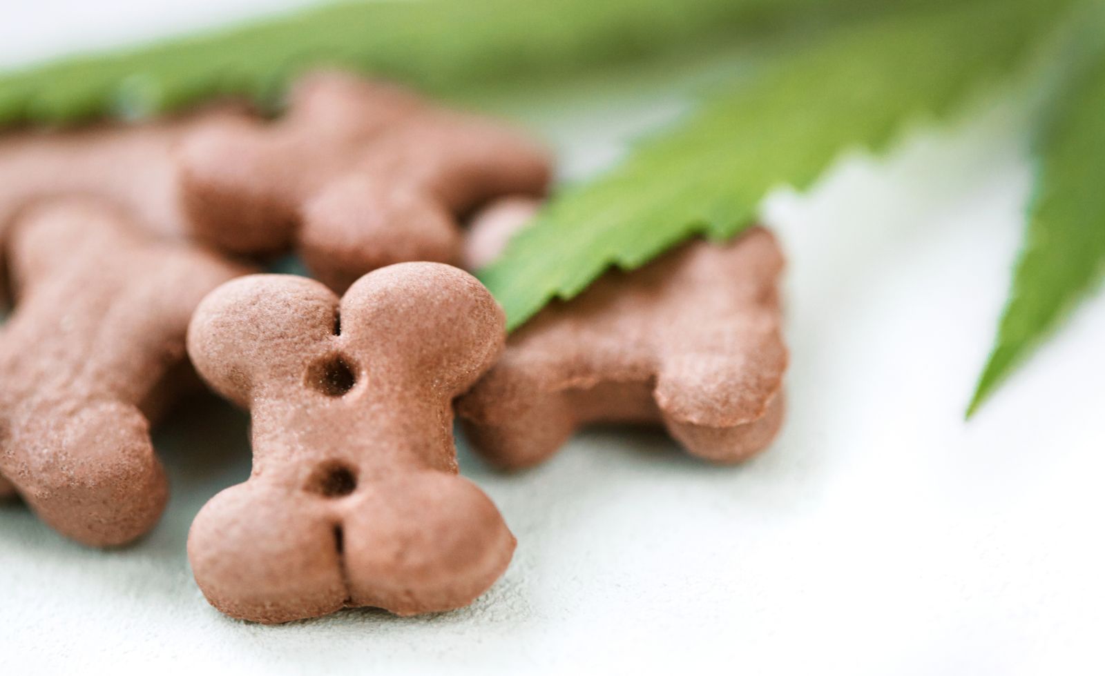 How to Store CBD: Extend CBD Shelf Life for Pet Oils & Treats