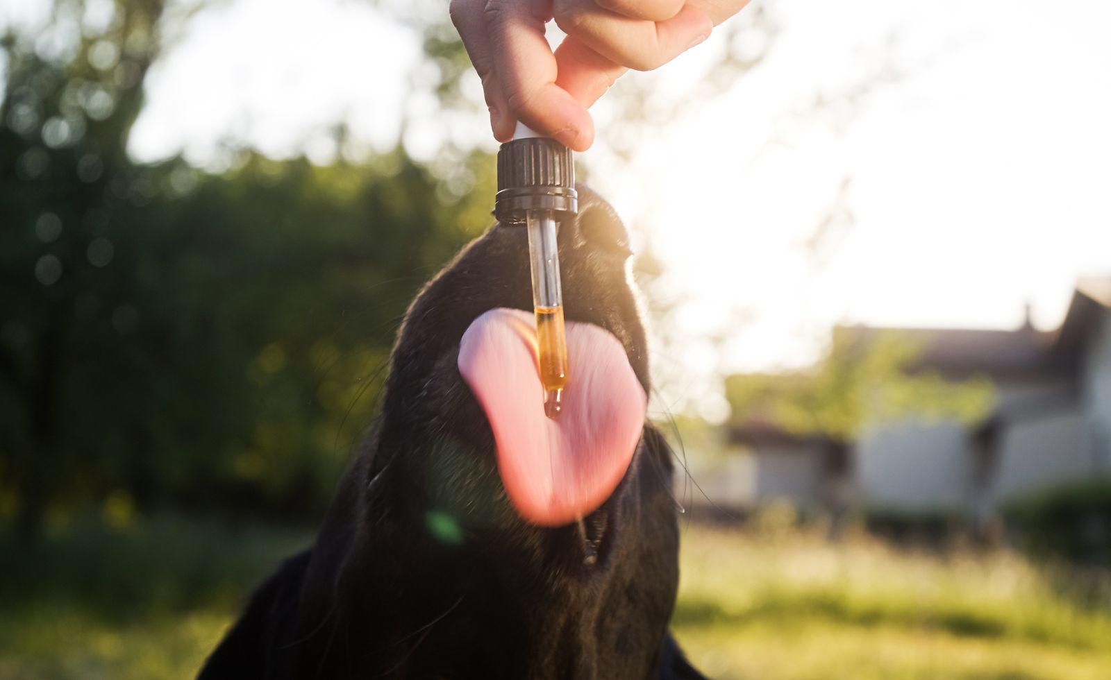 5 Signs Your Dog Needs CBD for Stress + When to Use Topical CBD for Dogs