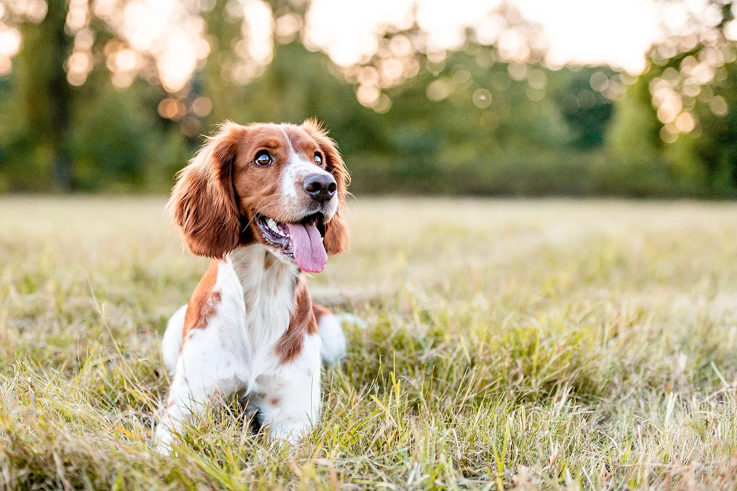 Using CBD for Dog Seizures: Facts & Safety Guidelines