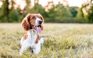 Using CBD for Dog Seizures: Facts & Safety Guidelines