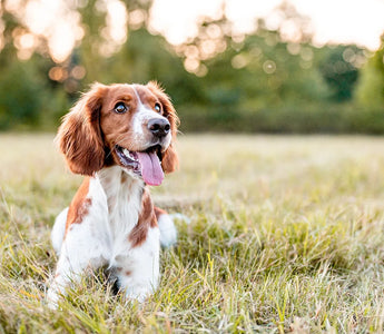 Using CBD for Dog Seizures: Facts & Safety Guidelines