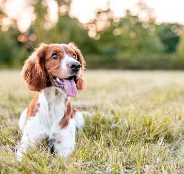 Using CBD for Dog Seizures: Facts & Safety Guidelines