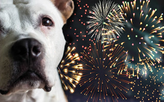 How to Calm a Dog During Fireworks