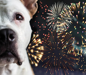 How to Calm a Dog During Fireworks