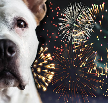 How to Calm a Dog During Fireworks