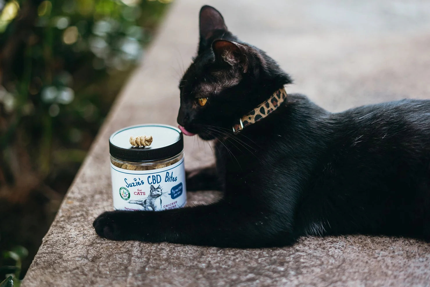 Can Cats Benefit from CBD? CBD Cat Guide
