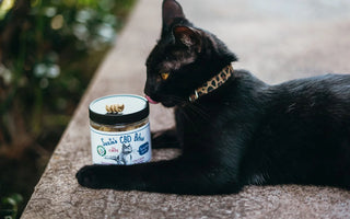 Can Cats Benefit from CBD? CBD Cat Guide