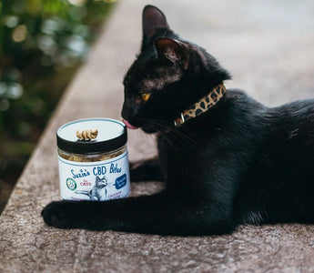 Can Cats Benefit from CBD? CBD Cat Guide