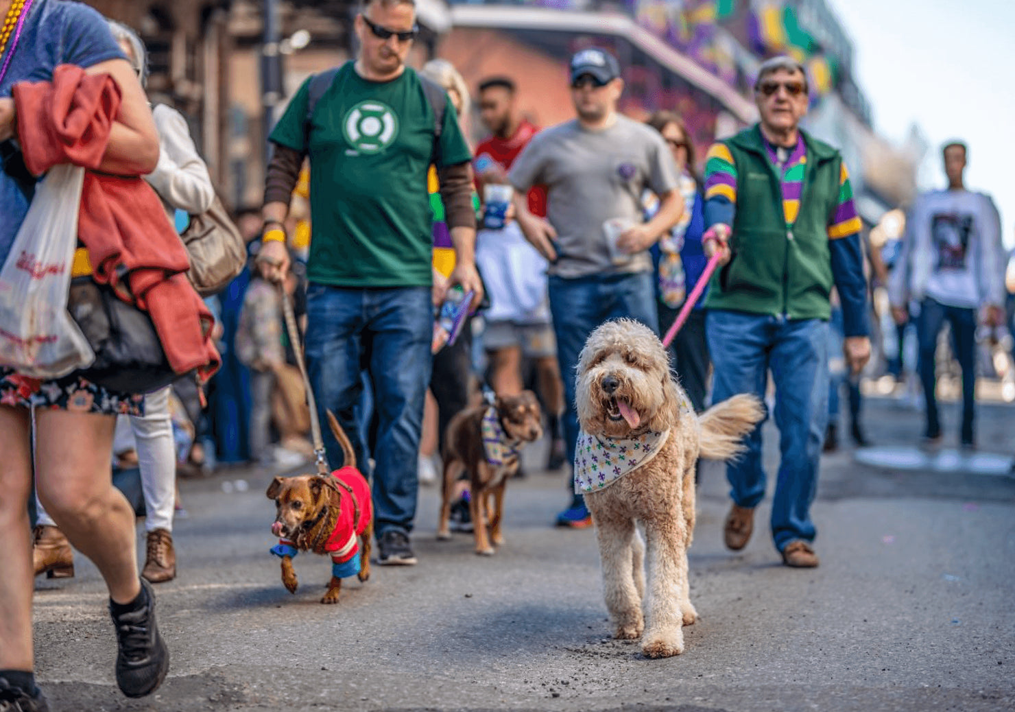 How to Spend a day on Bourbon Street with Your Dog