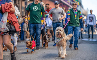 How to Spend a day on Bourbon Street with Your Dog